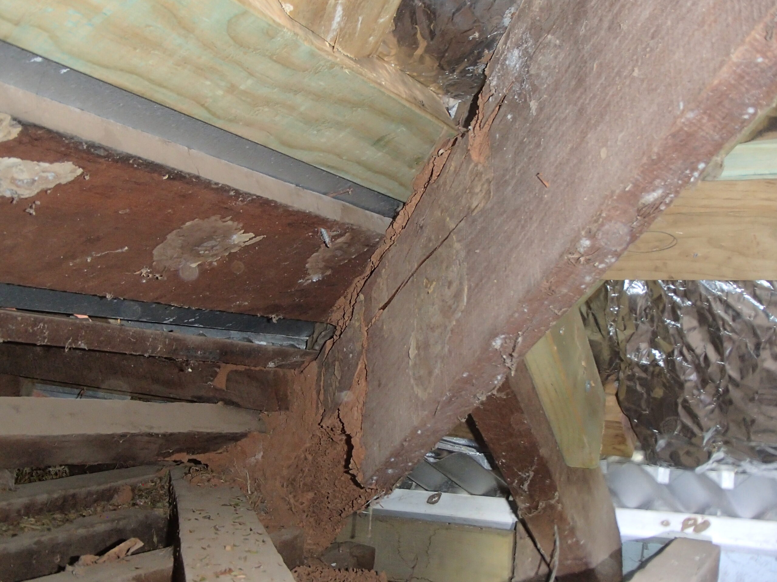 Image of termite damage detected during timber pest inspection report conducted in Bunbury, termite inspection required for home purchase. Termite Inspection Reports to Australian Standard AS.4349-2010.