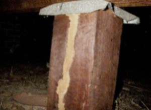 Image of termite damage detected during timber pest inspection report conducted in Bunbury, termite inspection required for home purchase. Termite Inspection Reports to Australian Standard AS.4349-2010.