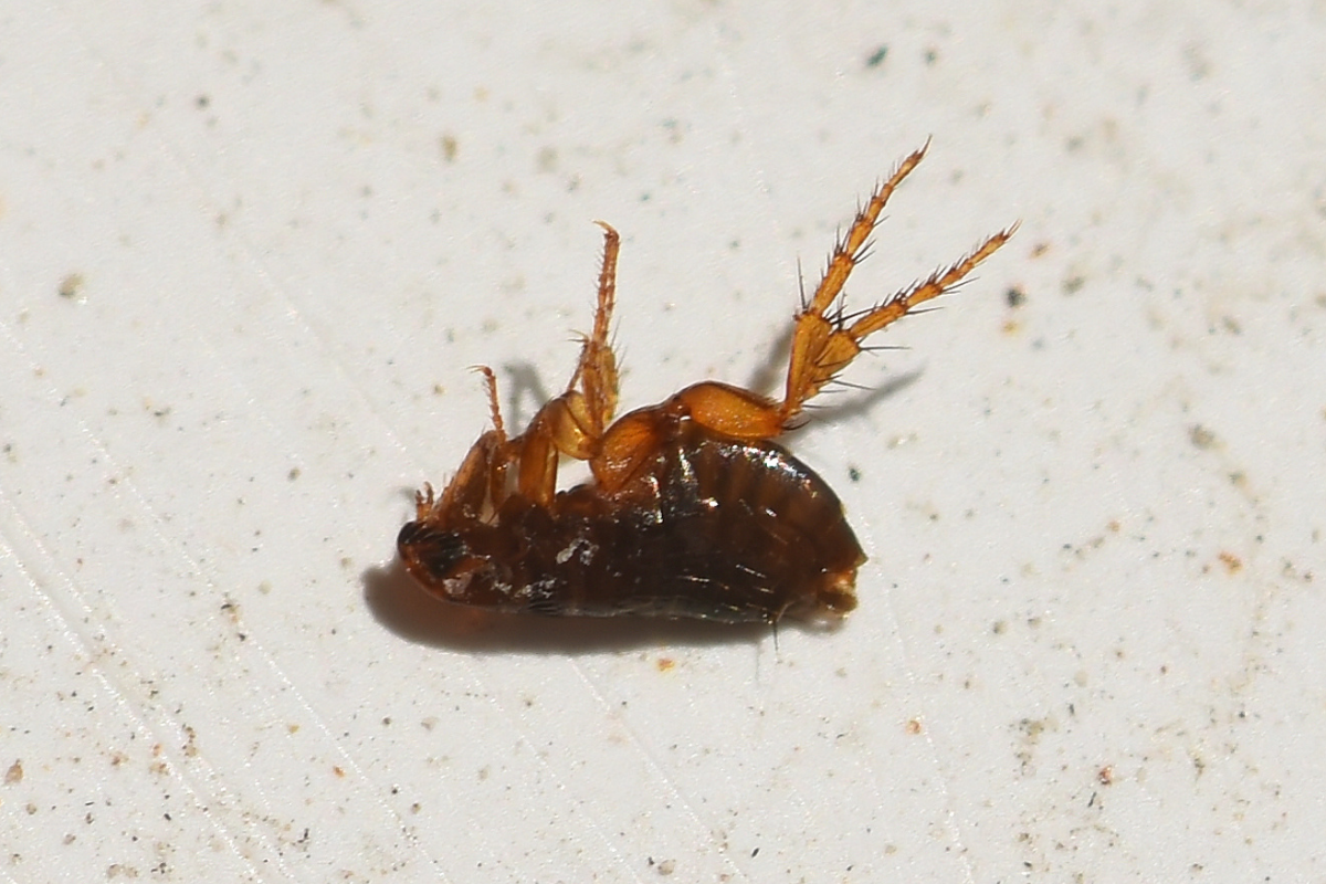 Image of flea